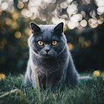 Cover Image of ダウンロード cats images - pictures 4k : ca  APK
