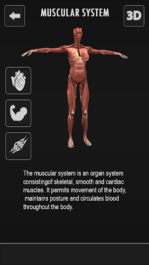 Female Anatomy 3d Female Body Visualizer