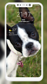 Screenshot 8 Boston Terrier Wallpaper android