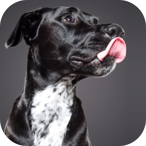 Dog licks glass Live Wallpaper logo