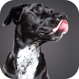 Icon image Dog licks glass Live Wallpaper