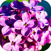 Lilac Flowers Live Wallpaper Backgrounds