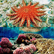 The beauty of coral reefs