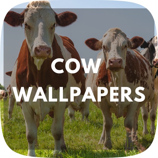 Cow Wallpapers HD 4K Download on Windows