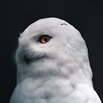 Cover Image of ダウンロード Owl Wallpapers 1.0 APK