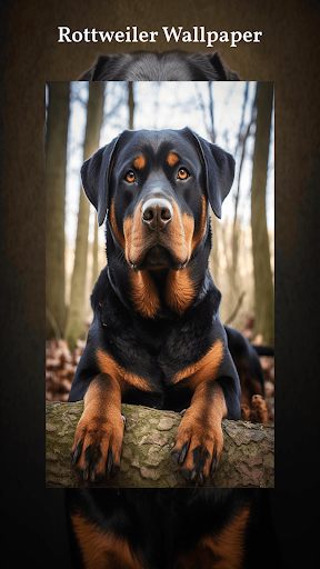 Rottweiler Wallpapers