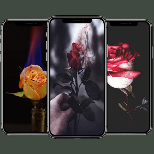 خلفيات ورد - صور ورد