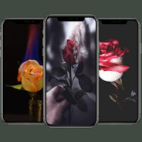 خلفيات ورد - صور ورد