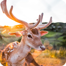 Icon image Deer Wallpapers