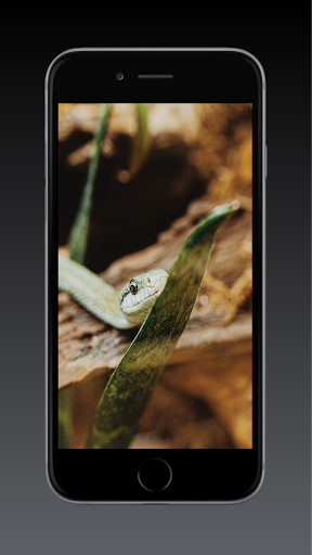 Snake Wallpaper HD, GIF Screen 3