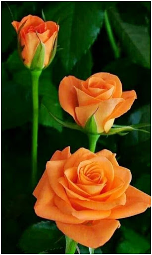 Android application All Flowers Photo Frames screenshort