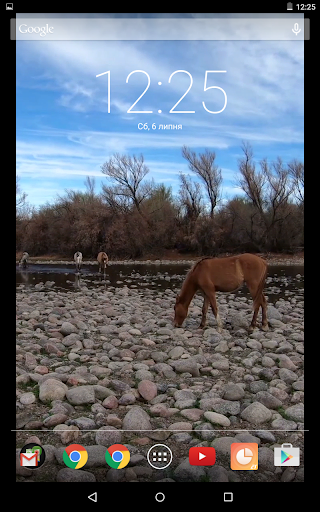 Wild Salt River Horses Video L