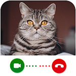Cover Image of Télécharger Cat Video Calling & Chat Simul  APK