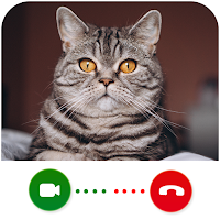 Cat Video Calling  Chat Simulator