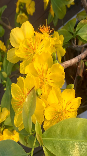 How to grow apricot flowers