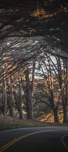 Forest trail - Screenshot 2