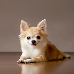 Chihuahua Wallpaper: Download & Review