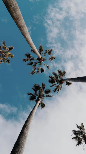 Palm Tree Wallpaper Screen 2