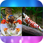 Cover Image of डाउनलोड Shrimp Crayfish Wallpapers  APK