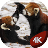 Red Panda 4K Live Wallpaper icon