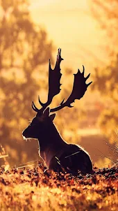 Deer Wallpaper For Smartphone