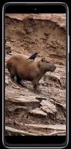 Capybara phone wallpapers