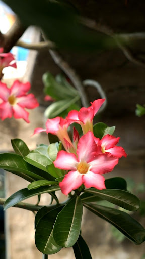 Android application adenium flower wallpaper screenshort