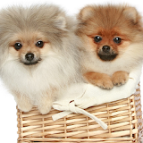 Pomeranian Spitz Dogs Wallp icon