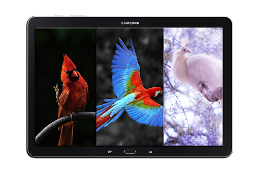 Birds Wallpapers 4K - HD Birds Wallpapers - HD 4K