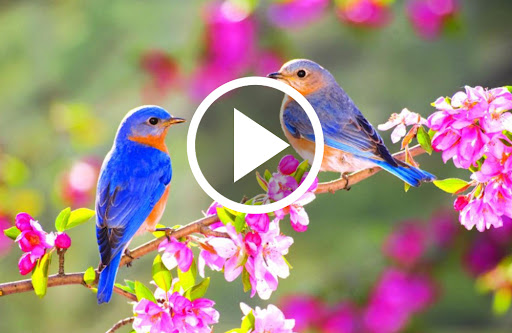 Android application Animals : Ringtones & Sounds screenshort