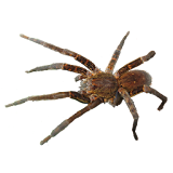 Spider Tarantula Sticker icon