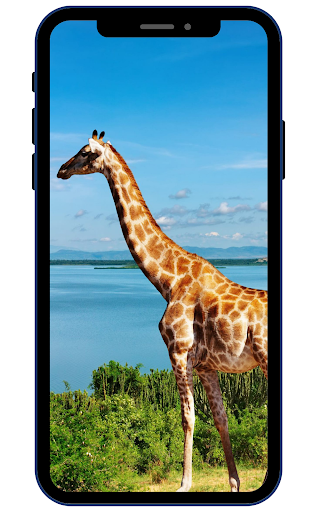 Giraffe Wallpapers Screen 3