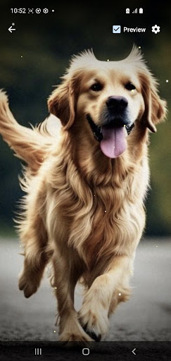 Golden Retriever Wallpaper Screen 3