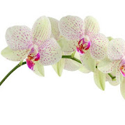 Orchids: HD Flower Wallpapers and Backgrounds