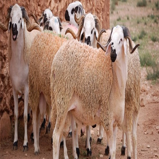 اضحيه العيد Screen 3