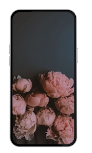 Rose Wallpapers 4K