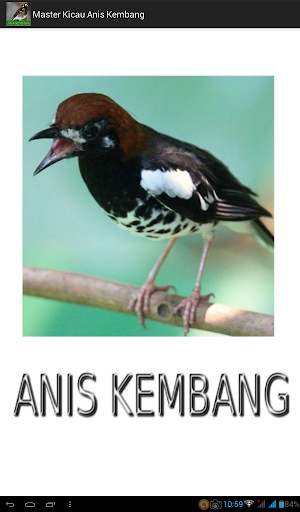 Master Kicau Anis Kembang Screen 3