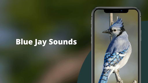 Download Blue Jay Sounds Free For Android Blue Jay Sounds Apk Download Steprimo Com