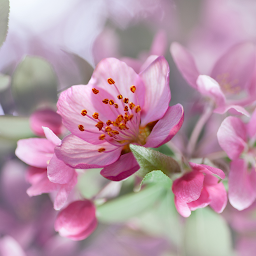 Icon image Cherry Blossom Live Wallpaper