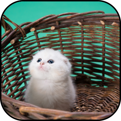 Cute cats wallpapers Header - AppWisp.com