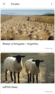 Sheeps and Goats