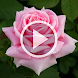 Rose Video Wallpaper RDT - Androidアプリ