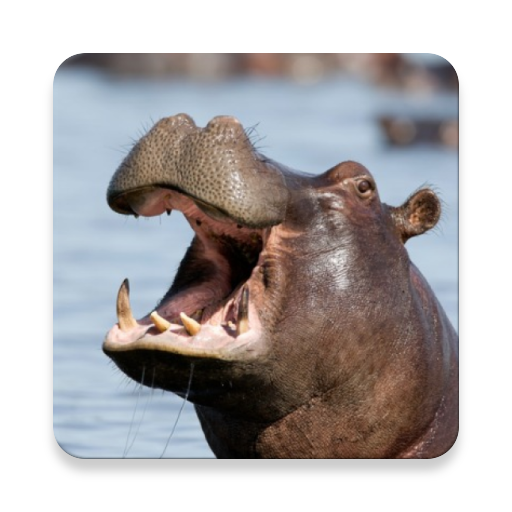 Hippo Sound Collections ~ Scli - Apps on Google Play