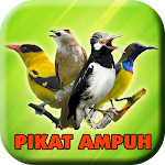 Cover Image of Télécharger Suara Pikat Semua Burung Ampuh  APK