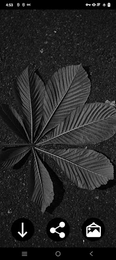 Black Wallpapers Screen 3