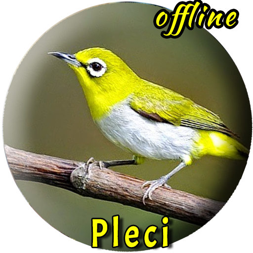 Kicau Burung Pleci Betina