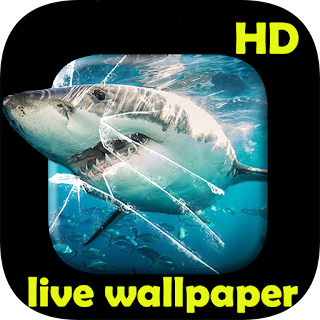 Shark video Live Wallpaper