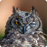 Slow Flying Owl Live WP icon