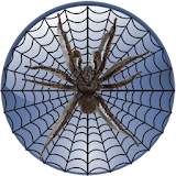 Spider On Screen Prank 2017 icon