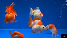 Aquarium Onlineのおすすめ画像3